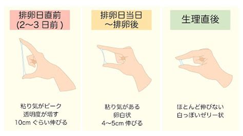 おりものと愛液（膣分泌液）の違いって何？愛液はに。